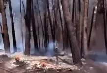 SENAPRED cancela Alerta Roja y declara Alerta Amarilla por incendio forestal en Constitución