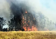 SENAPRED declara Alerta Roja por incendio forestal en Pichilemu