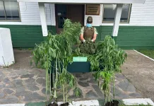 Carabineros detiene a dos personas por microtráfico de drogas en Pelluhue Carabineros detiene a dos personas por microtráfico de drogas en Pelluhue