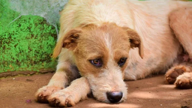 Indignación en Rengo por grave caso de maltrato animal: familia exige justicia bajo la Ley Cholito