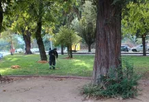Curicó aprueba nuevo programa de mantención de áreas verdes que beneficia a más de 250 trabajadores Mantención Areas Verdes Curico