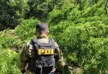 Plan Cannabis 2026: PDI incauta más de 8 mil plantas y más de 8 kilos de droga procesada en San Fernando y Santa Cruz 32791080-0771-4bea-974a-fcdccfdcd538