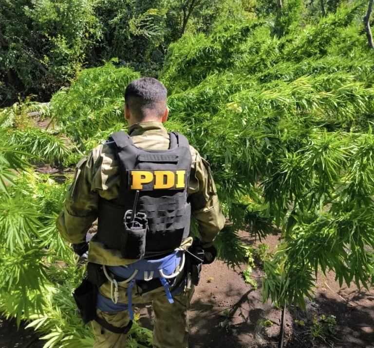 Plan Cannabis 2026: PDI incauta más de 8 mil plantas y más de 8 kilos de droga procesada en San Fernando y Santa Cruz