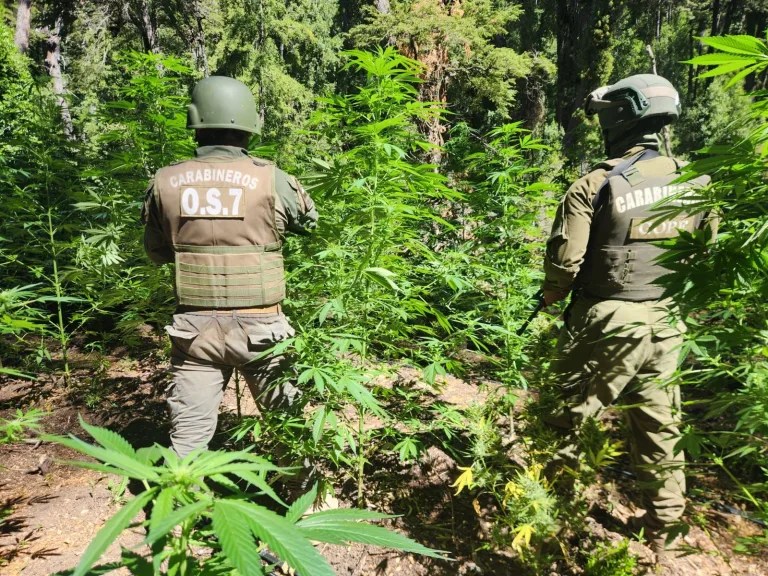 OS7 de Carabineros incautó más de 8.200 plantas de cannabis sativa en Potrero Grande en Curicó