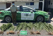 Carabineros detiene a dos personas por cultivo ilegal de cannabis en Coltauco 6c1339a5-b94d-4d17-92c9-cceed9965d62
