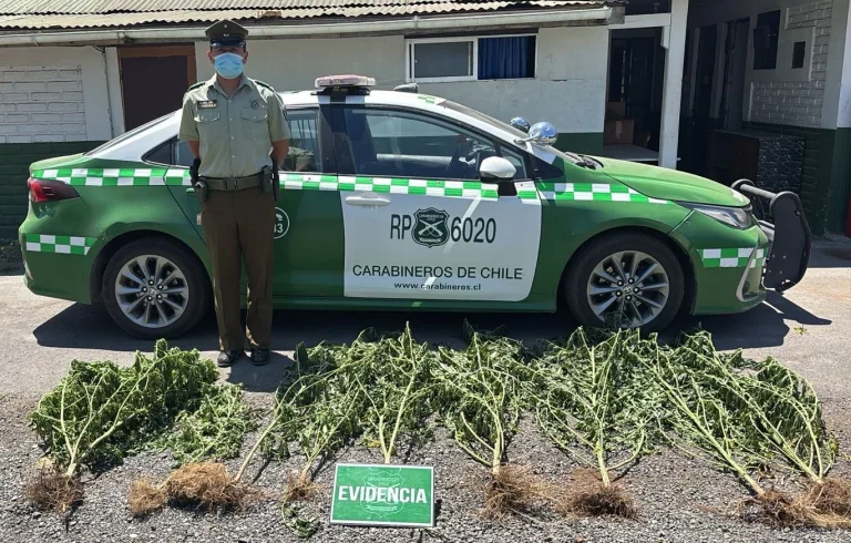 Carabineros detiene a dos personas por cultivo ilegal de cannabis en Coltauco