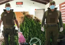 Carabineros detecta cultivo ilegal de cannabis durante patrullajes preventivos en Curepto