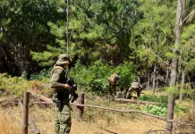 Carabineros detecta plantación ilícita de cannabis sativa en sector Quirigua de Vichuquén