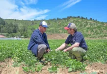 Gobierno del Maule e INDAP impulsan programa de reconversión agrícola que beneficiará a 300 pequeños productores Gobierno del Maule e INDAP impulsan programa de reconversión agrícola que beneficiará a 300 pequeños productores