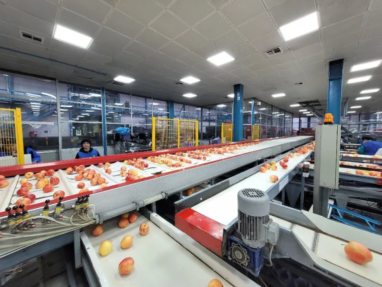 Trabajadora fallece tras grave accidente laboral en planta frutícola de Teno