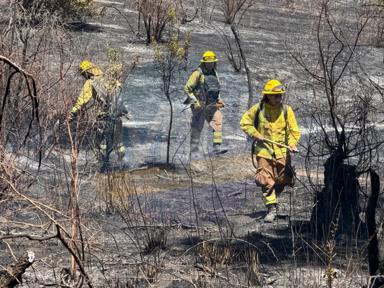 Incendio forestal en Ruta 5 Sur provoca congestión vehicular en límite Curicó–Talca