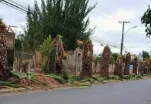 Municipio de Molina oficiará a CGE por poda de palmeras que generó preocupación en vecinos de Lontué Municipio de Molina oficiará a CGE por poda de palmeras que generó preocupación en vecinos de Lontué-1