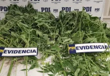PDI incauta 12 plantas de cannabis avaluadas en $5 millones en sector Camino al Embalse Ancoa