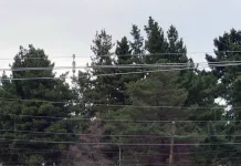 PDI investiga hallazgo de cuerpo en Cerro Condell PDI investiga hallazgo de cuerpo en ladera norte cercana a avenida Condell