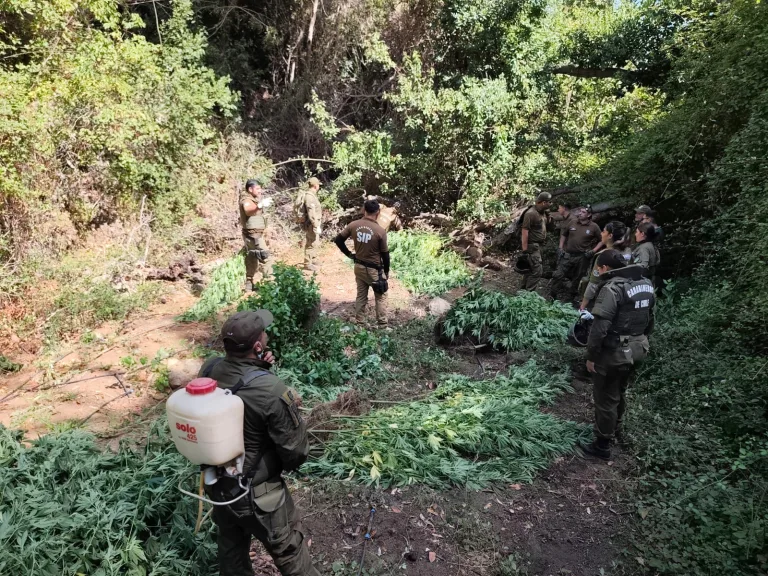 Carabineros incauta más de mil plantas de marihuana en sector rural de Paredones