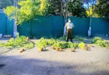Carabineros detiene a dos personas por cultivo ilegal de marihuana en Codegua tras denuncia anónima 7b8db0fc-d67e-499a-8af3-8139bd192e1a