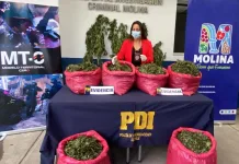 Incautan más de 4 mil plantas de cannabis y más de 65 kilos de droga en operativo en Molina