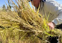 Trilla de Arroz del sector Mantul