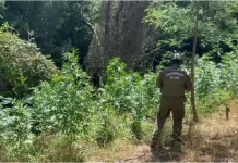 Incautan más de 260 plantas de cannabis en sector precordillerano de Molina a9b09c79-d832-4ecf-bf1b-7f26193b031a