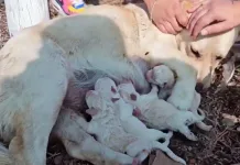 Rescate de perrita y sus cinco cachorros en Curicó moviliza cadena de ayuda tras denuncia ciudadana perrita-cachorros