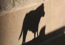 Niña fallece tras ataque de perros al interior de recinto el Molino en Chillán IMG_7431