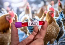 A hand holding a test tube labeled "H5N1" against a background of a chicken coop with chickens.