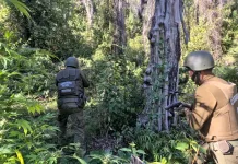 Incautan 450 plantas de cannabis en sector cordillerano de Molina Incautan 450 plantas de cannabis en sector cordillerano de Molina