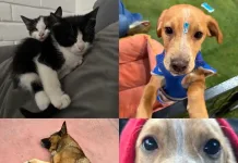 Canil municipal de Curicó realiza urgente llamado a la adopción responsable de mascotas rescatadas Canil Municipal De Curico Realiza Urgente Llamado A La Adopcion Responsable De Mascotas Rescatadas 6