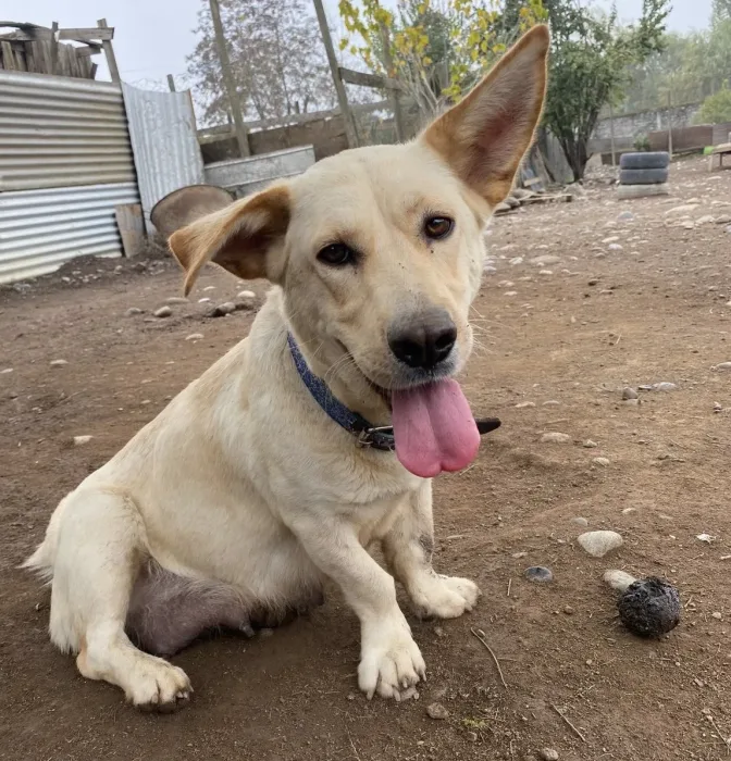 Canil Municipal De Curico Realiza Urgente Llamado A La Adopcion Responsable De Mascotas Rescatadas 7