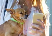Romeral realizará operativo gratuito de implantación de microchip para mascotas mascota-telefono-mujer