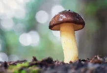 Buscan “la callampa más grande “ en Pencahue y desata ola de reacciones en redes sociales Buscan La Callampa Mas Grande En Pencahue Y Desata Ola De Reacciones En Redes Sociales