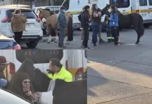 Caballo herido tras accidente llegó hasta Hospital de San Fernando y fue auxiliado por funcionarios Caballo Herido Tras Accidente Llego Hasta Hospital De San Fernando Y Fue Auxiliado Por Funcionarios