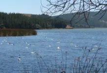 Vichuquén realizará jornada piloto para recuperar el Pajonal de la cuenca de la Laguna Torca Laguna Torca, donde la naturaleza nos enseña a convivir (comuna de Vichuquén)