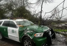 Árbol cae sobre patrulla de Carabineros en Teno: funcionarios resultan ilesos tras segundo desplome Arbol Cae Sobre Patrulla De Carabineros En Teno Funcionarios Resultan Ilesos Tras Segundo Desplome
