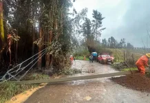 Delegación Presidencial de Curicó informa balance provincial tras jornada del sistema frontal Municipalidad De Molina Informa Balance De Emergencias Por Sistema Frontal Ocho Caidas De Arboles Y Cinco Sectores Afectados