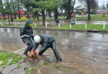 Sistema frontal provoca caída de árboles, cortes de energía y anegamientos en Curicó Sistema Frontal Provoca Caida De Arboles Cortes De Energia Y Anegamientos En Curico 1