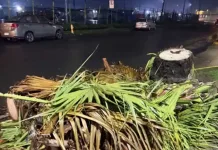 Vecinos denuncian tala de palmeras frente a condominio en Curicó y cuestionan procedimiento de CGE tala-de-palmeras-frente-a-condominio-en-curico