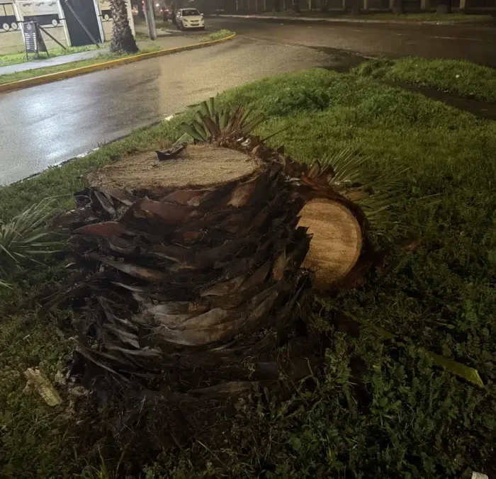 Vecinos Denuncian Tala De Palmeras Frente A Condominio En Curico Y Cuestionan Procedimiento De Cge 3 Vecinos Denuncian Tala De Palmeras Frente A Condominio En Curico Y Cuestionan Procedimiento De Cge 3