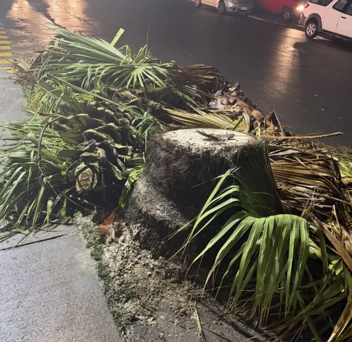 Vecinos Denuncian Tala De Palmeras Frente A Condominio En Curico Y Cuestionan Procedimiento De Cge 4 Vecinos Denuncian Tala De Palmeras Frente A Condominio En Curico Y Cuestionan Procedimiento De Cge 4