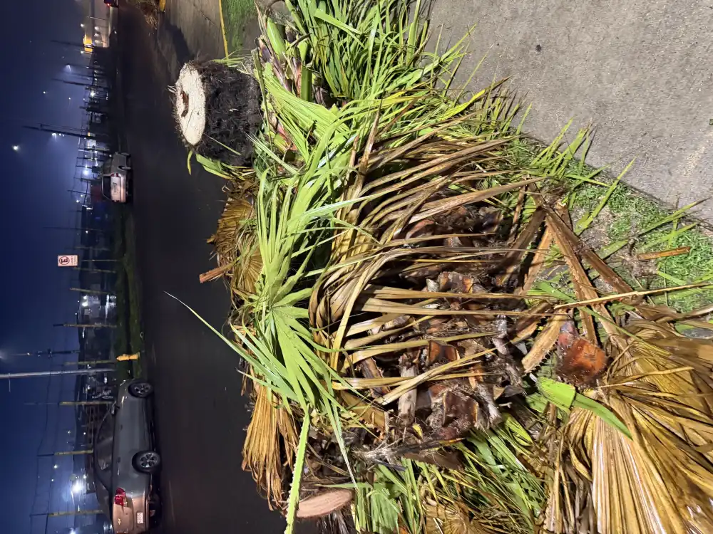 Vecinos Denuncian Tala De Palmeras Frente A Condominio En Curico Y Cuestionan Procedimiento De Cge 5
