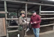 A un mes de Fiestas Patrias Carabineros refuerza prevención del abigeato y entrega recomendaciones en San Javier Aun Mes De Fiestas Patrias Carabineros Refuerza Prevencion Del Abigeato Y Entrega Recomendaciones En San Javier