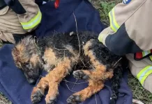 Bomberos rescatan con vida a perro atrapado al interior de un tranque en San Fernando Bomberos Rescatan Con Vida A Perro Atrapado Al Interior De Un Tranque En San Fernando