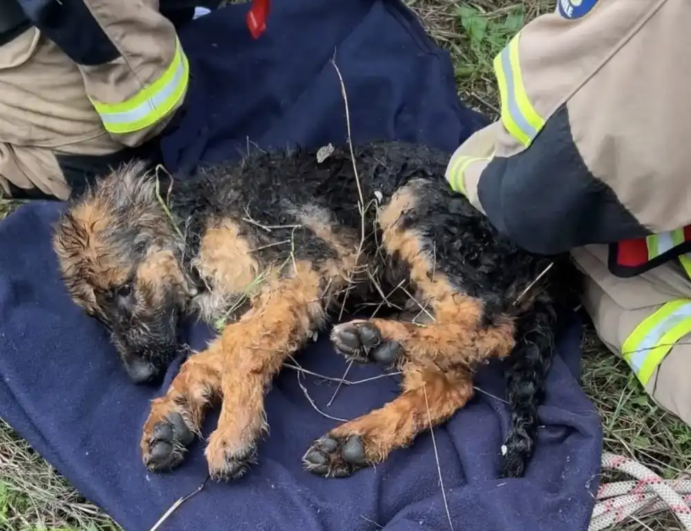 Bomberos Rescatan Con Vida A Perro Atrapado Al Interior De Un Tranque En San Fernando