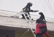 Bomberos Vuelven A Demostrar Su Vocacion De Servicio Tras Rescatar A Dos Perritos Atrapados En Un Techo De Un Local En Molina