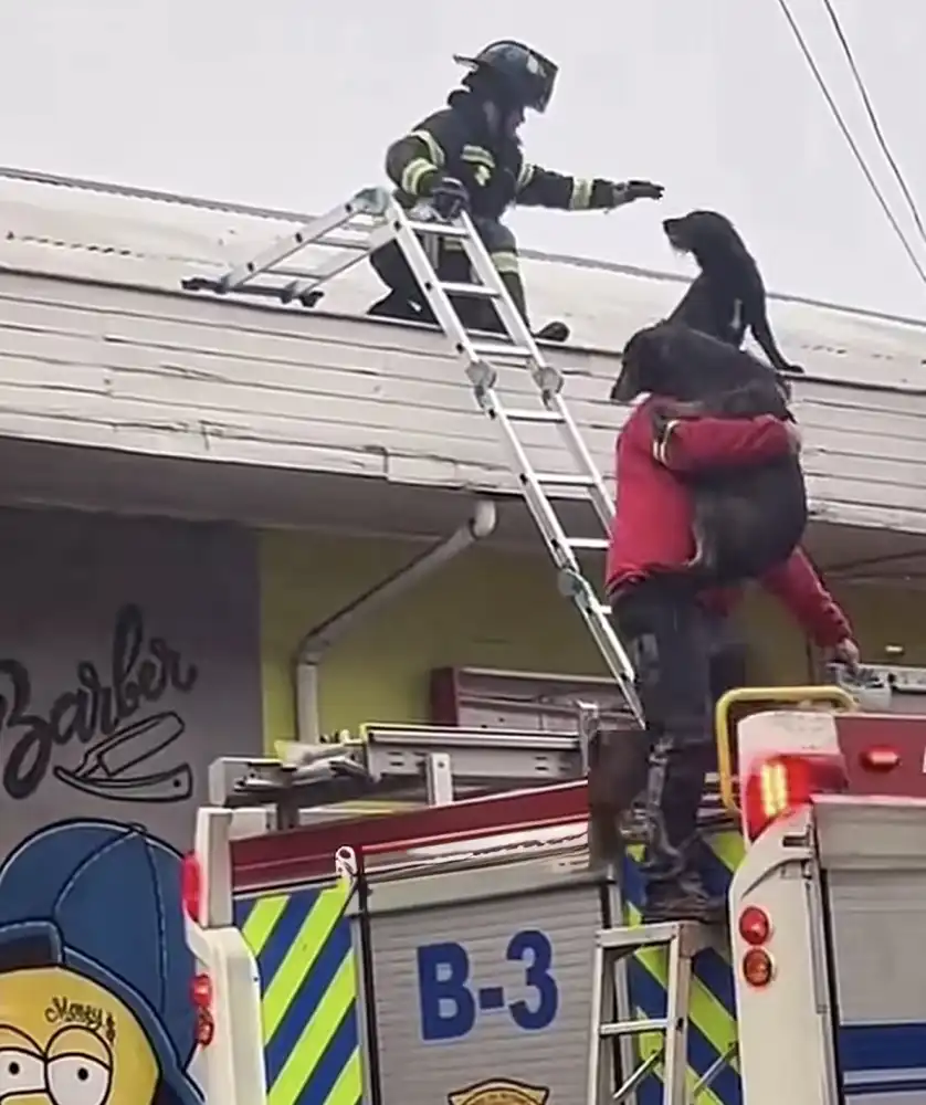 Bomberos Vuelven A Demostrar Su Vocacion De Servicio Tras Rescatar A Dos Perritos Atrapados En Un Techo De Un Local En Molina