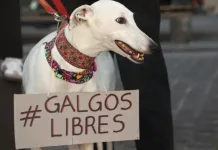 Cámara de Diputados aprueba prohibir las carreras de perros Galgos en Chile y rechaza propuesta para regularlas Camara De Diputados Aprueba Prohibir Las Carreras De Perros Galgos En Chile Y Rechaza Propuesta Para Regularlas 1