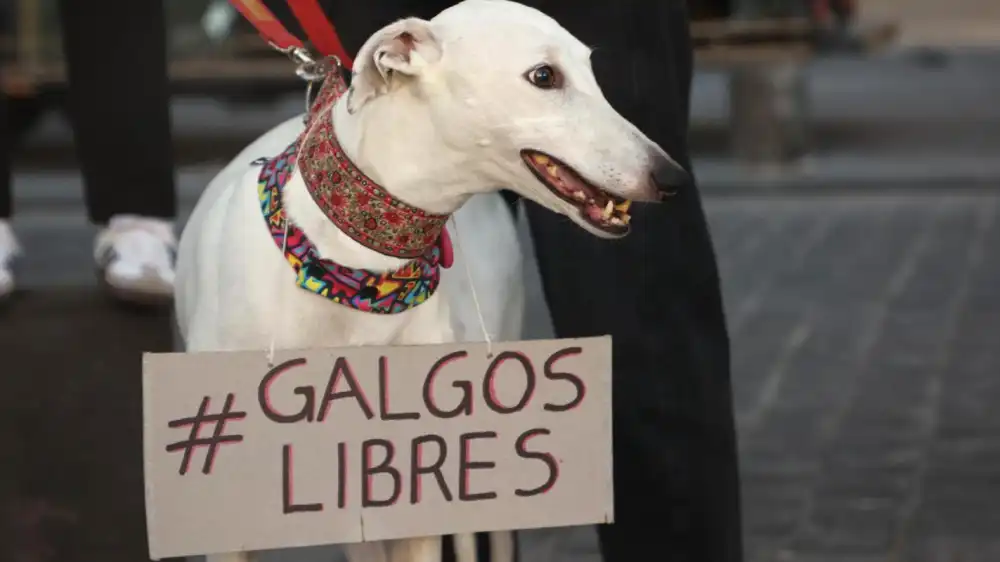 Camara De Diputados Aprueba Prohibir Las Carreras De Perros Galgos En Chile Y Rechaza Propuesta Para Regularlas 1