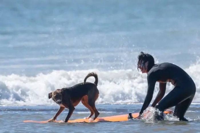 Captan A Surfista Rescatando A Un Perro Que Era Arrastrado Por La Corriente En La Desembocadura De Curanipe Captan A Surfista Rescatando A Un Perro Que Era Arrastrado Por La Corriente En La Desembocadura De Curanipe