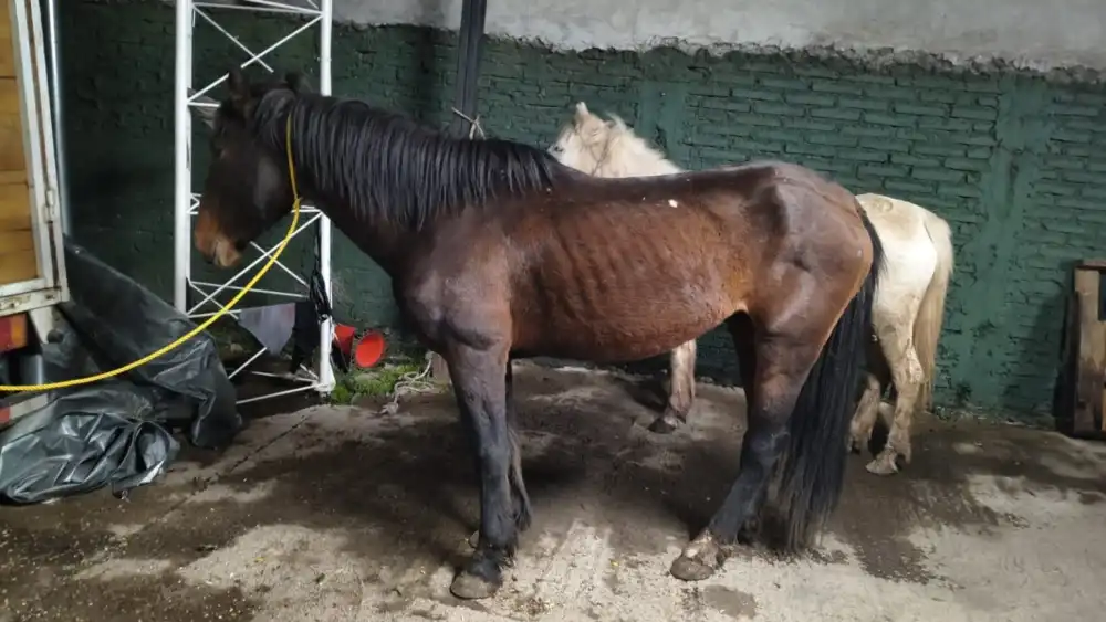 Carabineros Detiene A Dos Sujetos Tras Recuperar Cinco Caballos Sustraidos En Machali