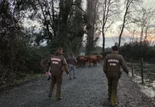 Carabineros Recupera Animales Sustraidos Desde Predio De Colbun Y Detiene A Un Sujeto Por Abigeato